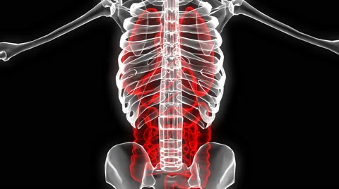 MRI Torso Stock Footage 61465741