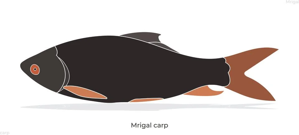 Mrigal Carp Vector Artwork Fish Freshwater Illustration Black And white Art. Ilustración de archivo