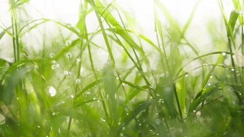 Mroning dew grass 4k Stock Footage 178966326