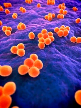 MRSA bacteria; artwork Illustrazione stock