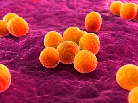 MRSA bacteria; artwork Illustrazione stock