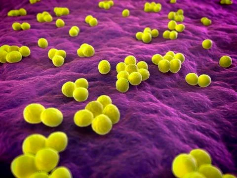 MRSA bacteria; artwork Illustrazione stock