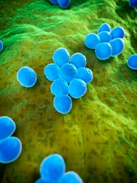 MRSA bacteria; artwork Illustrazione stock