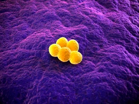 MRSA bacteria; artwork Stock Illustration
