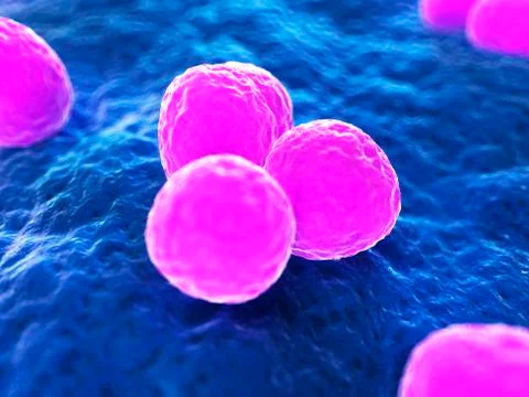 MRSA bacteria; artwork Illustrazione stock
