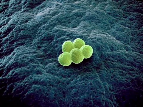 MRSA bacteria, artwork Illustrazione stock