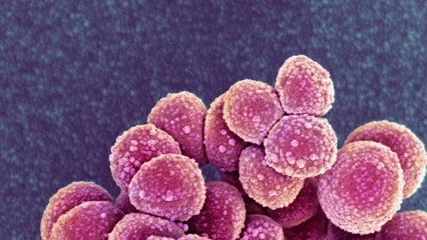 MRSA bacteria, SEM Stock Footage 75605371