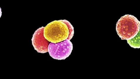 MRSA bacteria, SEM Stock Footage 75605735