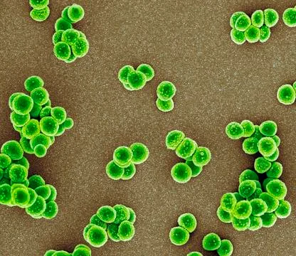 MRSA bacteria, SEM Stock Illustration