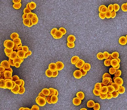 MRSA bacteria, SEM Illustrazione stock