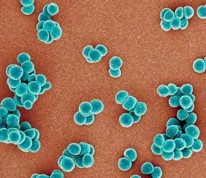 MRSA bacteria, SEM Illustrazione stock