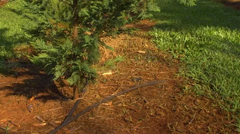 MS base of christmas tree, TILT up to top of tree Stock Footage 8530618