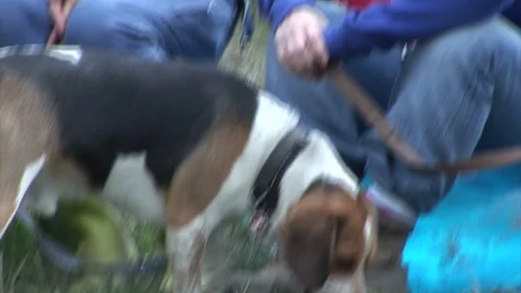 MS Beagle on a lead sniffing the ground Stock Footage 273243518
