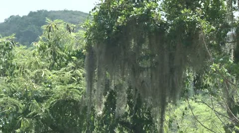 MS Beard Tree Stock Footage 12099666