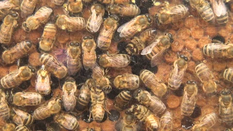 MS Bees work to build their honeycomb Stock Footage 137811592