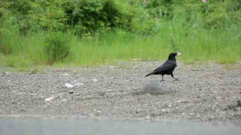 MS black crow with food stops to eat in gravel and grass. Stock-Footage 86757539