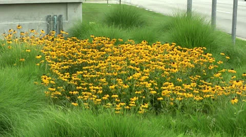 MS BLACK-EYED SUSANS 스톡 동영상 26367984