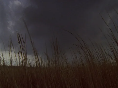 MS blades of tall dry grass swaying against gray sky. 動画素材 86751053