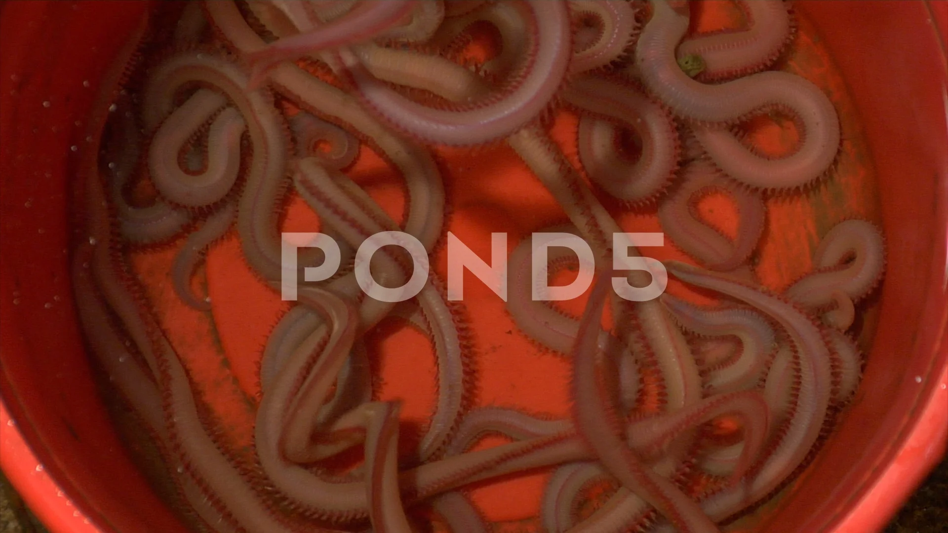  Live Bloodworms