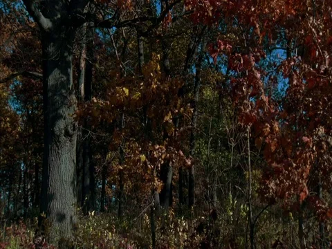 MS camera pans up orange leaves on tree branches against brilliant blue sky Stock Footage 86751074