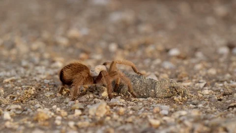 MS desert tarantula  stands still as ants run past then walks away Stock Footage 114886071
