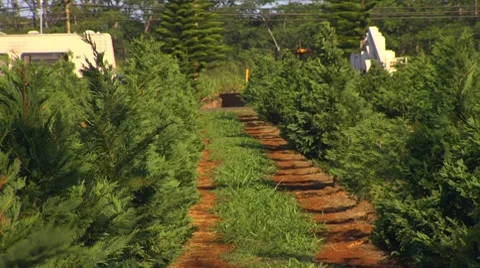 MS dirt driveway through pine trees Stock Footage 8530805