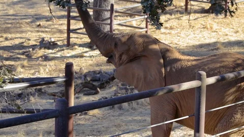 MS of Elephant reaching for leaves with trunk Stock Footage 91634591