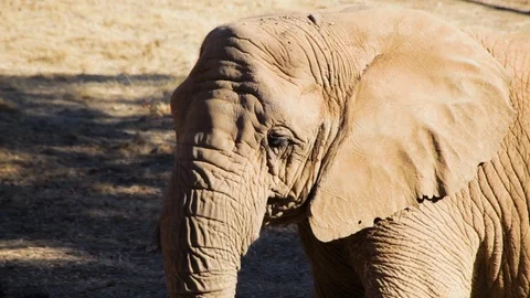 MS of Elephant in sanctuary Stock-Footage 91637619