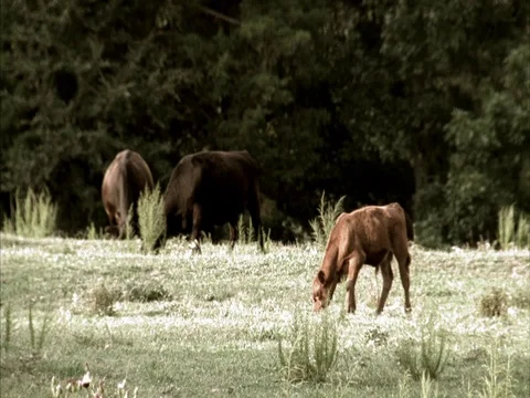 MS four cows grazing in grass at edge of forest Stock Footage 86750801