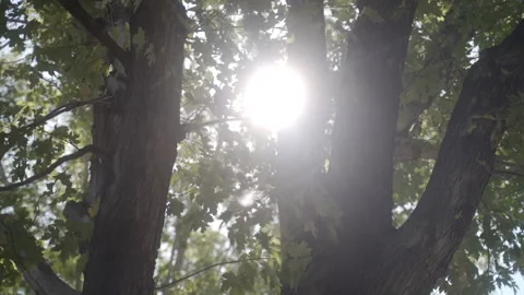 MS LA Sun shining between tree trunks and green leaves Video stock 143492007