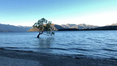 MS of Lake Wanaka Tree of New Zealand Stock Footage 105929573