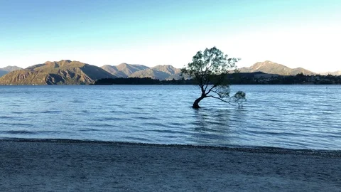 MS of Lake Wanaka Tree of New Zealand with Moutains in the background Stock Footage 105929645