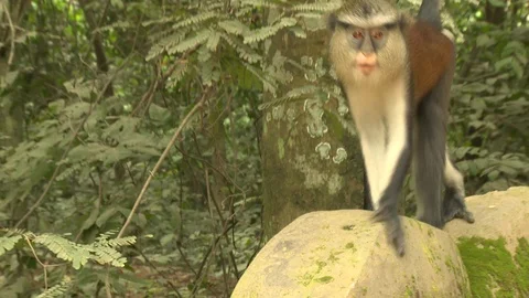 MS Mona monkey walks and stops on wall around Sacred Grove. Stock-Footage 86760895
