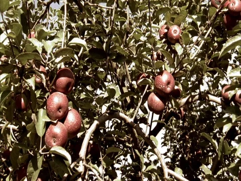 MS pan across apples growing on leafy tree branches Stock Footage 86750734