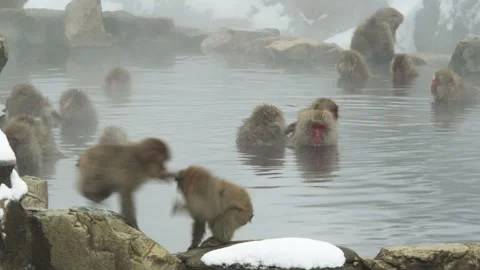 MS PAN Japanese macaques (Macaca Fuscata) relaxing in Jigokudani Monkey Park Stock Footage 272140669