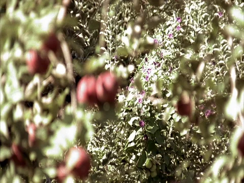 MS rack focus from flowering shrub to apples growing on leafy branches. Stock Footage 86750741