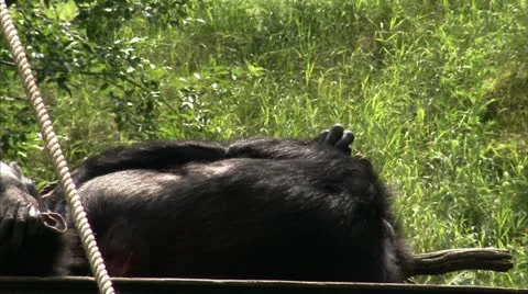 MS Rear view of Common Chimpanzee (Pan troglodytes) relaxing on grass Stock Footage 11212681