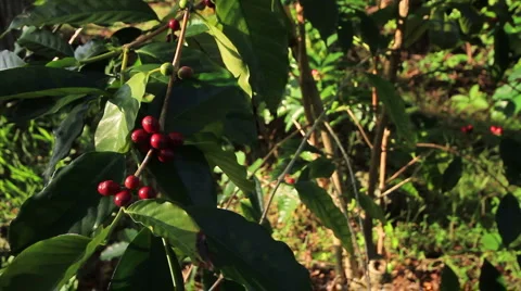 MS red beans TILT up to rest of tree Stock Footage 5815050