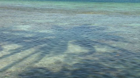 MS shadow of Palm tree in water Moorea, Tahiti Stock Footage 8526906