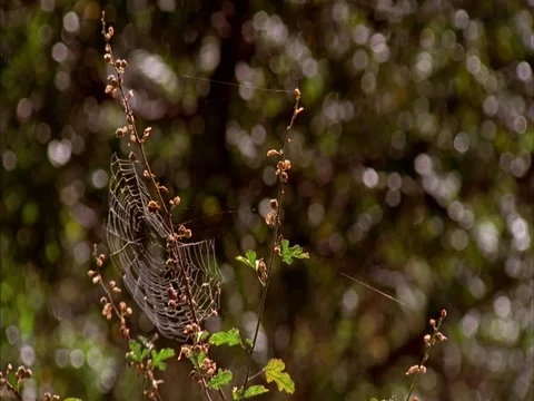 MS of spider web on a sparse bush trembling in breeze. Stock Footage 86751135