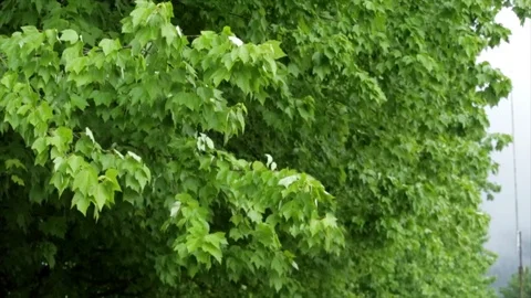 MS sycamore tree branches blowing during a rain shower. Stock Footage 86757528
