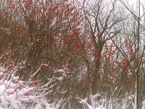 MS thicket of branches with red berries shuddering in snow. Stock Footage 86750405