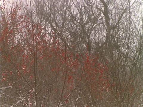 MS thicket of branches with red berries shuddering in snow. Stock Footage 86750407