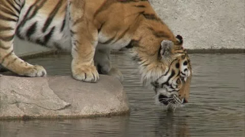 MS Tiger (Panthera tigris) drinking from pond Stock Footage 11207989