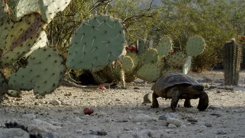 MS of Tortoise walks past prickly pear cacti.  Stock Footage 114855358