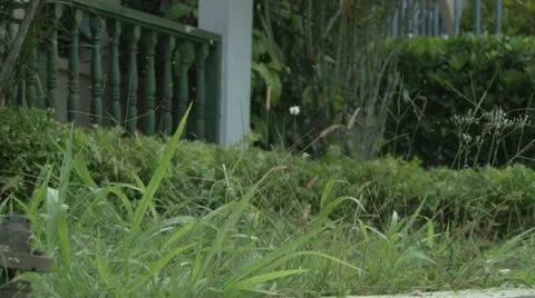 MS Trimmer Cutting Grass Video stock 20490517