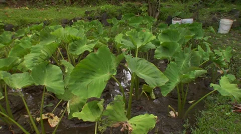 MS TRUCK Wet Taro patch in Hawaii Stock Footage 8529328
