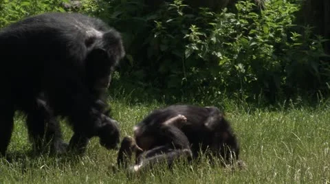 MS TS Two young Common Chimpanzee (Pan troglodytes) playing on grass Stock Footage 11204719