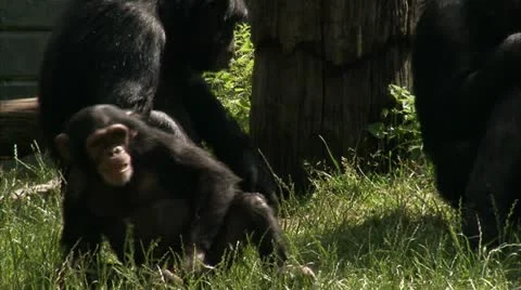 MS TS Young Common Chimpanzee (Pan troglodytes) rolling on grass Stock Footage 11212482