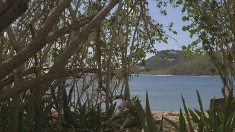 MS USVI St John's Ocean Framed by Flora Stock Footage 123666917